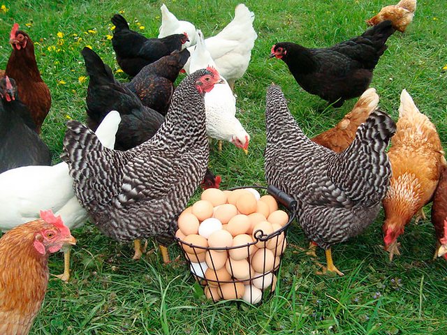 Содержание кур и уход за ними | ЗооТом - продажа, вязка и услуги для животных в Тисули