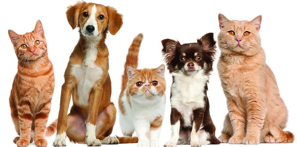 Доска объявлений о животных | ЗооТом - продажа, вязка и услуги для животных в Тисули