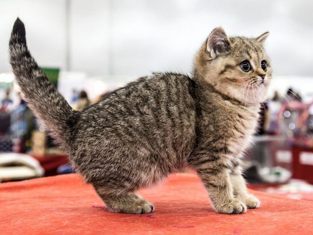 Породы кошек в Тисули | ЗооТом портал о животных