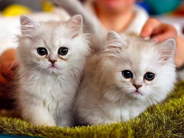 Породы кошек в Тисули | ЗооТом портал о животных