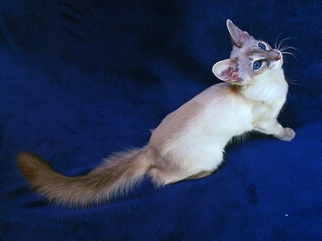 Выведенные породы кошек в Тисули | ЗооТом портал о животных