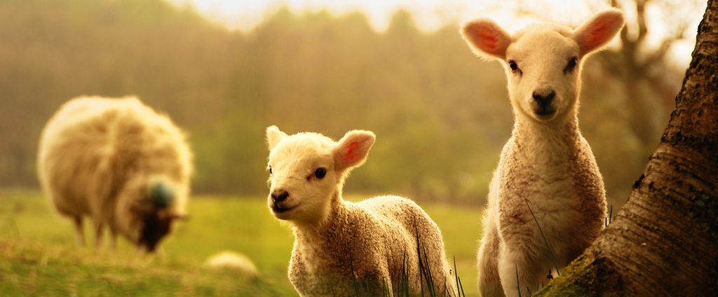 Объявления о сельскохозяйственных животных | ЗооТом - продажа, вязка и услуги для животных в Тисули