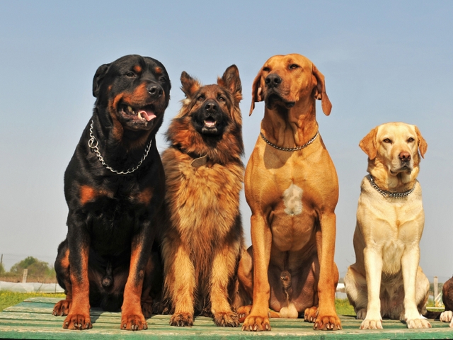 Крупные породы собак в Тисули | ЗооТом портал о животных